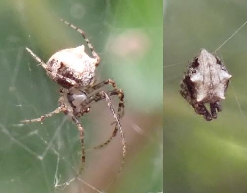 Réf. 306 396 : Ero tuberculata